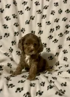 Candy, a female Cocker Spaniel for sale in Wooster, OH – Photo 1 of 6