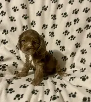 Candy, a female Cocker Spaniel for sale in Wooster, OH – Photo 3 of 6