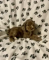 Candy, a female Cocker Spaniel for sale in Wooster, OH – Photo 5 of 6