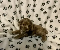 Candy, a female Cocker Spaniel for sale in Wooster, OH – Photo 2 of 6