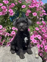 Ella, a female Poodle - Miniature  for sale in Shipshewana, IN – 3 of 3