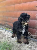 Etta AKC, a female Poodle - Miniature  for sale in Shipshewana, IN – 2 of 6