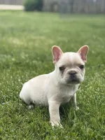 Evan , a male French Bulldog for sale in Shipshewana, IN – 3 of 4