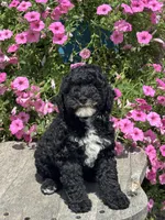 Ethan, a male Poodle - Miniature  for sale in Shipshewana, IN – 3 of 3