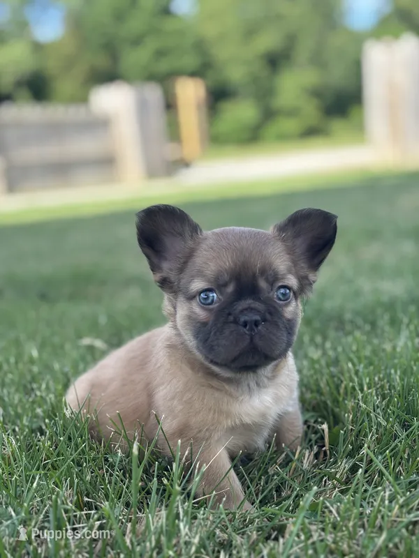Happy Fluffy Health Clear – French Bulldog puppy for sale in Shipshewana, IN