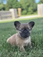 Happy Fluffy Health Clear, a female French Bulldog for sale in Shipshewana, IN – 1 of 3