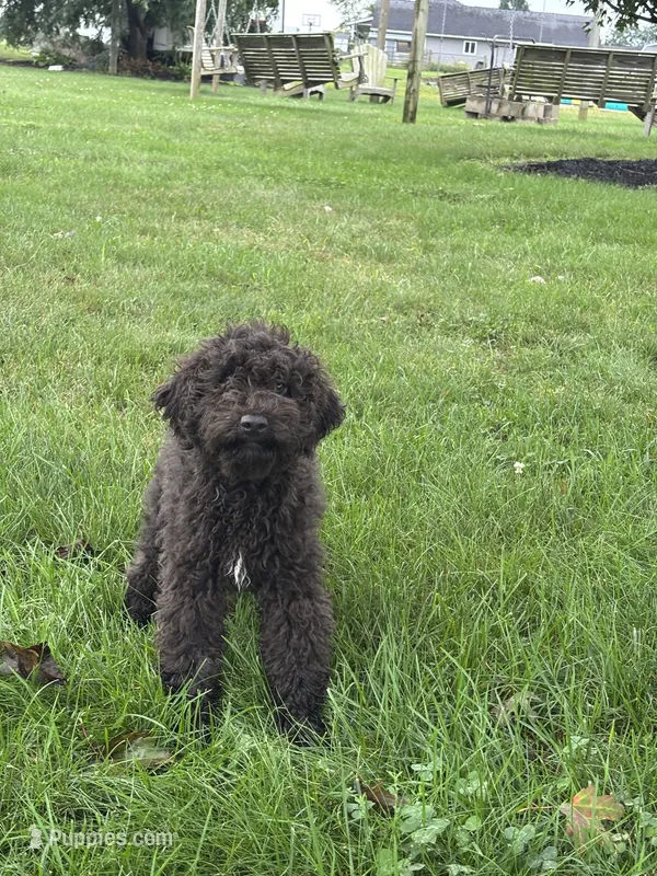 Edna AKC – Poodle - Miniature  puppy for sale in Shipshewana, IN