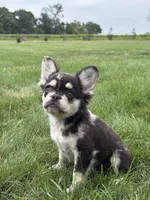 Bella AKC Fluffy , a female French Bulldog for sale in Shipshewana, IN – 3 of 6