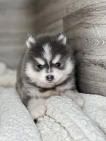 Greg, a male Pomsky for sale in Shipshewana, IN – 4 of 4