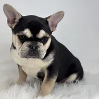 Blake AKC, a male French Bulldog for sale in Shipshewana, IN – Photo 2 of 5