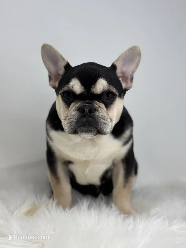 Blake AKC, a male French Bulldog for sale in Shipshewana, IN – Photo 1 of 5