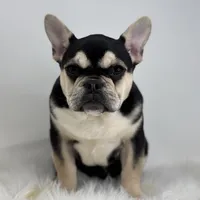 Blake AKC, a male French Bulldog for sale in Shipshewana, IN – Photo 3 of 5