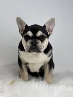 Blake AKC, a male French Bulldog for sale in Shipshewana, IN – Photo 1 of 5