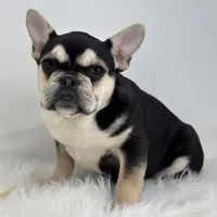 Blake AKC, a male French Bulldog for sale in Shipshewana, IN – Photo 5 of 5