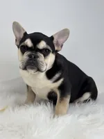 Blake AKC, a male French Bulldog for sale in Shipshewana, IN – Photo 5 of 5