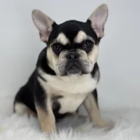 Blake AKC, a male French Bulldog for sale in Shipshewana, IN – Photo 1 of 5