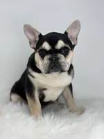 Blake AKC, a male French Bulldog for sale in Shipshewana, IN – Photo 3 of 5