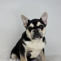 Blake AKC, a male French Bulldog for sale in Shipshewana, IN – Photo 4 of 5