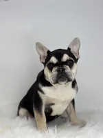 Blake AKC, a male French Bulldog for sale in Shipshewana, IN – Photo 2 of 5