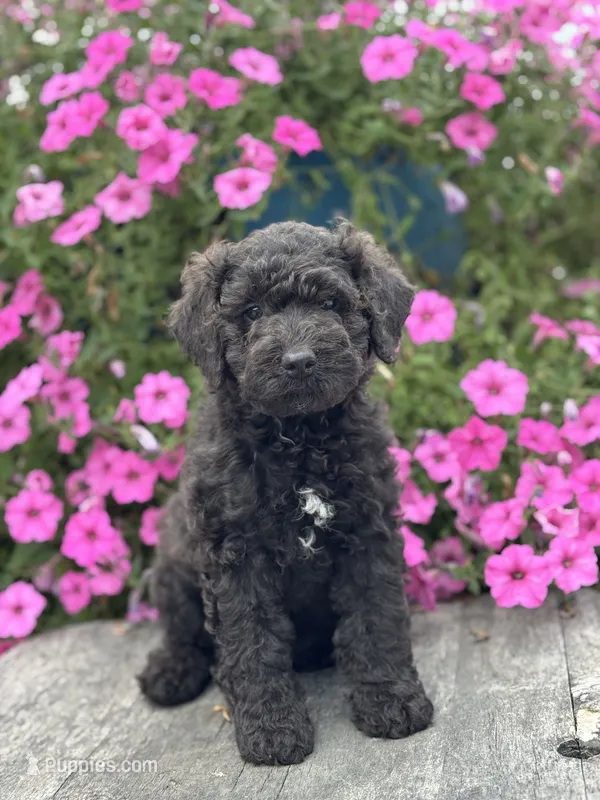 Edna – Poodle - Miniature  puppy for sale in Shipshewana, IN
