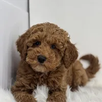 Mark, a male Poodle - Miniature  for sale in Shipshewana, IN – Photo 2 of 4