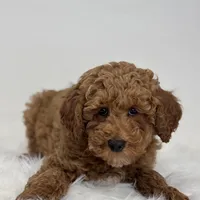 Mark, a male Poodle - Miniature  for sale in Shipshewana, IN – Photo 4 of 4