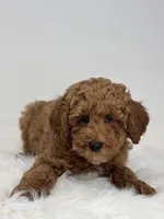 Mark, a male Poodle - Miniature  for sale in Shipshewana, IN – Photo 4 of 4