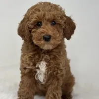 Mark, a male Poodle - Miniature  for sale in Shipshewana, IN – Photo 1 of 4
