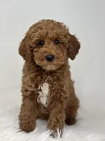 Mark, a male Poodle - Miniature  for sale in Shipshewana, IN – Photo 1 of 4