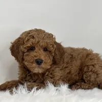 Mark, a male Poodle - Miniature  for sale in Shipshewana, IN – Photo 3 of 4