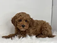 Mark, a male Poodle - Miniature  for sale in Shipshewana, IN – Photo 3 of 4