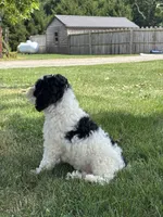 Eric, a male Poodle - Miniature  for sale in Shipshewana, IN – 2 of 3