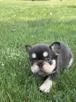 Bradley AKC Fluffy, a male French Bulldog for sale in Shipshewana, IN – 3 of 3