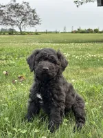 Edna, a female Poodle - Miniature  for sale in Shipshewana, IN – 3 of 4
