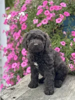 Edna, a female Poodle - Miniature  for sale in Shipshewana, IN – 4 of 4