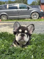 Bradley AKC Fluffy , a male French Bulldog for sale in Shipshewana, IN – 3 of 6