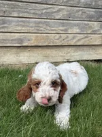 Danika, a female Miniature Goldendoodle for sale in Shipshewana, IN – Photo 5 of 6