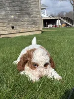 Danika, a female Miniature Goldendoodle for sale in Shipshewana, IN – Photo 6 of 6