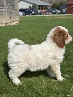 Danika, a female Miniature Goldendoodle for sale in Shipshewana, IN – Photo 3 of 6