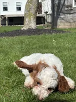 Danika, a female Miniature Goldendoodle for sale in Shipshewana, IN – Photo 2 of 6