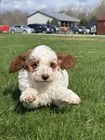 Danika, a female Miniature Goldendoodle for sale in Shipshewana, IN – Photo 4 of 6