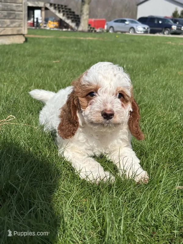 Danika – Miniature Goldendoodle puppy for sale in Shipshewana, IN