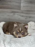 Philip, a male Pomsky for sale in Shipshewana, IN – 2 of 3