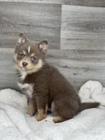 Philip, a male Pomsky for sale in Shipshewana, IN – 3 of 3