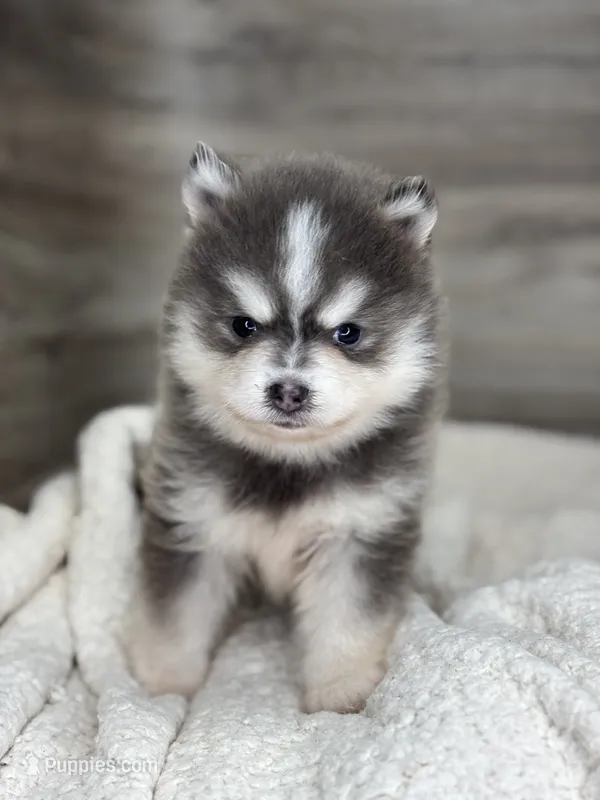 Greg – Pomsky puppy for sale in Shipshewana, IN