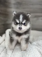 Greg, a male Pomsky for sale in Shipshewana, IN – 1 of 4