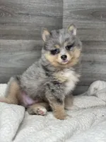 Patrick, a male Pomsky for sale in Shipshewana, IN – 3 of 3