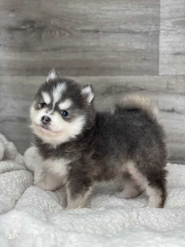 Greg – Pomsky puppy for sale in Shipshewana, IN