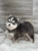 Greg, a male Pomsky for sale in Shipshewana, IN – 2 of 4