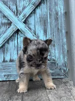 Bryson AKC Fluffy, a male French Bulldog for sale in Shipshewana, IN – 3 of 3